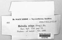 Helvella crispa image
